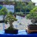 Wako Padang Buka Pameran Bursa dan Jemur Bonsai, 204 Tanaman Dipamerkan hingga 24 Agustus 2026