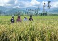 Sawah Terdampak Bencana di Padang Pariaman Kembali Subur, Panen Diperkirakan Sepekan Lagi