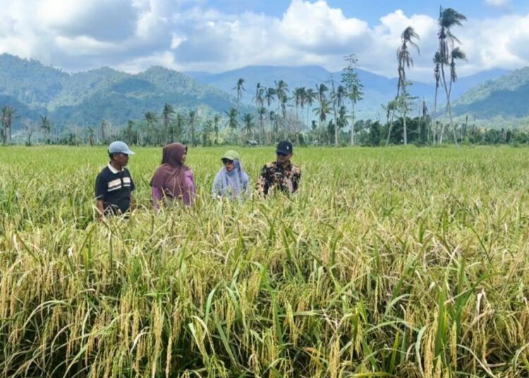 Sawah yang tertutup material sedimentasi akibat rentetan bencana pada akhir 2025 di Korong Tanah Taban, Nagari Pasia Laweh, Kecamatan Lubuk Alung, Padang Pariaman, Sumatera Barat, kini kembali hijau dan subur.