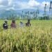 Sawah Terdampak Bencana di Padang Pariaman Kembali Subur, Panen Diperkirakan Sepekan Lagi
