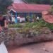 Pohon Besar Timpa Minibus di Pasaman, Jalur Medan—Bukittinggi Macet Satu Jam