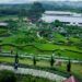 Kembangkan Peternakan dan Wisata Edukasi, Sirukam Dairy Farm Produksi 1.700 Liter Susu per Hari