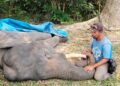 Gajah Diego Mati di Riau, Sempat Membaik Sebelum Kondisinya Kembali Memburuk