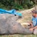 Gajah Diego Mati di Riau, Sempat Membaik Sebelum Kondisinya Kembali Memburuk