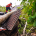 Pohon Timpa Bangunan PAUD di Pesisir Selatan