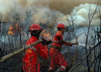 Karhutla Hanguskan Ribuan Hektare Lahan di Riau, 49 Orang Jadi Tersangka