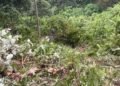 Video: Ditinggal Sopir Makan, Truk CPO Terjun ke Jurang di Padang