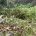 Video: Ditinggal Sopir Makan, Truk CPO Terjun ke Jurang di Padang
