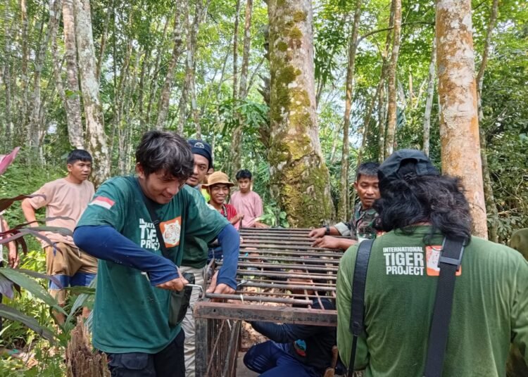 Balai Konservasi Sumber Daya Alam (BKSDA) Pasaman memasang kandang jebak untuk menangani beruang madu yang menyerang seorang warga di Jorong Petok Timur, Nagari Panti Selatan, Kecamatan Panti, Kabupaten Pasaman, Sumatera Barat, Selasa (15/9/2026).