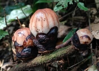14 Bunga Langka Rhizanthes Lowii Ditemukan di Agam, 4 Sudah Mekar