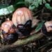 14 Bunga Langka Rhizanthes Lowii Ditemukan di Agam, 4 Sudah Mekar