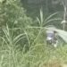 Sebuah Minibus Terjun ke Jurang di Tanah Datar, Begini Kondisi Sopir