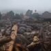 Banjir Bandang Terjang Solok, 100 Rumah Terdampak, Puluhan Warga Mengungsi