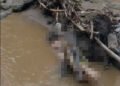 Sesosok Mayat Ditemukan di Sungai Solok, Diduga Korban Banjir Bandang