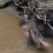 Sesosok Mayat Ditemukan di Sungai Solok, Diduga Korban Banjir Bandang