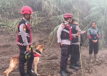 K9 Dikerahkan Cari Agusral Korban Banjir Bandang Solok, Barang Korban Ditemukan di Bawah Kayu