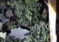 Abu Erupsi Gunung Marapi Tutupi Tanaman Warga, Petani di Agam Cemas Gagal Panen