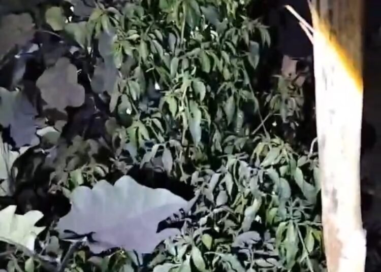Abu vulkanik Gunung Marapi menyelimuti tanaman pertanian warga di Nagari Bukik Batabuah, Kecamatan Canduang, Kabupaten Agam, Minggu (27/9/2026), setelah erupsi pada Sabtu malam.