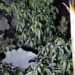 Abu Erupsi Gunung Marapi Tutupi Tanaman Warga, Petani di Agam Cemas Gagal Panen