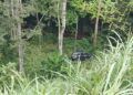 Toyota Avanza Masuk Jurang di Jalan Raya Tanah Datar—Padang Panjang, Korban Luka-Luka