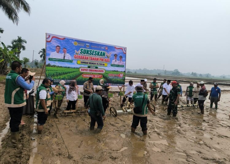 Badan Perakitan dan Modernisasi Pertanian (BRMP) Sumatera Barat bersama Pemerintah Kabupaten Dharmasraya melaksanakan Gerakan Tanam Serentak (Gertam) padi melalui Pertanian Modern–Advanced Agriculture System (PM-AAS) di lahan Kelompok Tani Limau Kapeh, Nagari Sungai Dareh, Kecamatan Pulau Punjung, Rabu (30/9/2026).