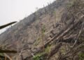 Usai Terbakar, 5,9 Hektare Kawasan Hutan di Dharmasraya Ditanami Sawit