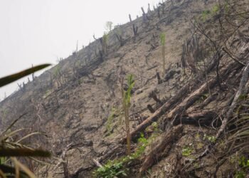 Usai Terbakar, 5,9 Hektare Kawasan Hutan di Dharmasraya Ditanami Sawit