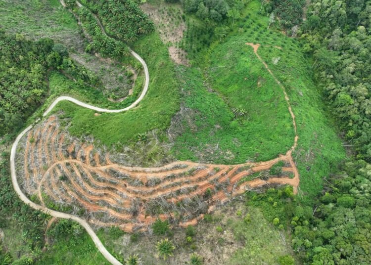 Ilustrasi kerusakan hutan.