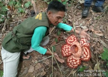 Jejak Sunyi di Sumpur Kudus Sijunjung: Perjuangan Iswandi Menjaga Rumah Baru Puspa Langka Rafflesia hasseltii 