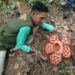 Jejak Sunyi di Sumpur Kudus Sijunjung: Perjuangan Iswandi Menjaga Rumah Baru Puspa Langka Rafflesia hasseltii ​
