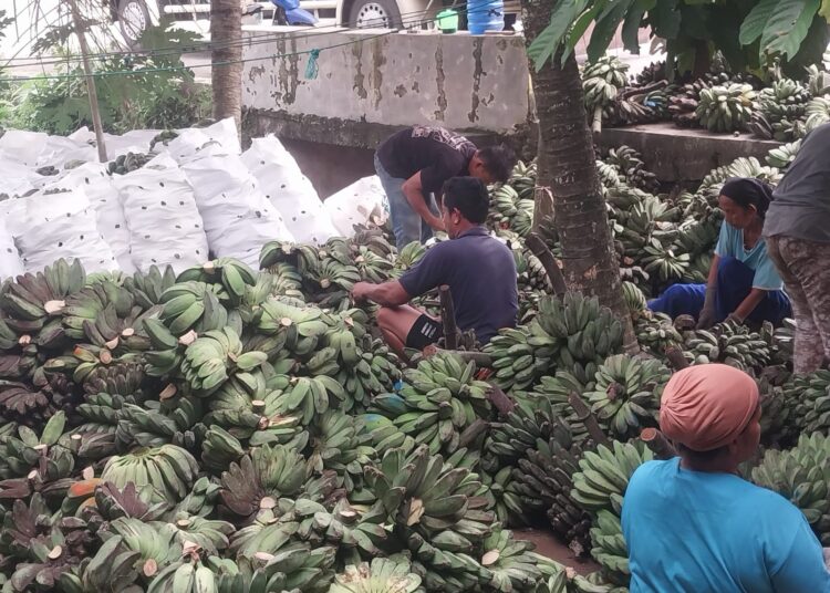 Pisang batu asal Kabupaten Kepulauan Mentawai, Sumatera Barat, yang rutin dipasok untuk pasar lokal dan ekspor ke Malaysia.