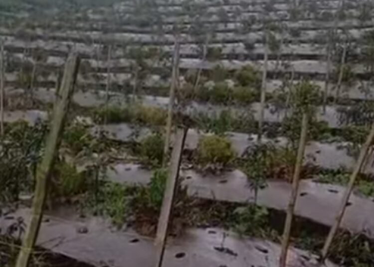 Lahan pertanian warga terdampak hujan abu vulkanik Gunung Marapi di Kabupaten Tanah Datar, Sumatera Barat, Kamis (1/10/2026). Foto: Tangkapan layar media sosial