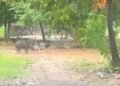Babi Serang Warga di Padang, Dua Orang Jadi Korban