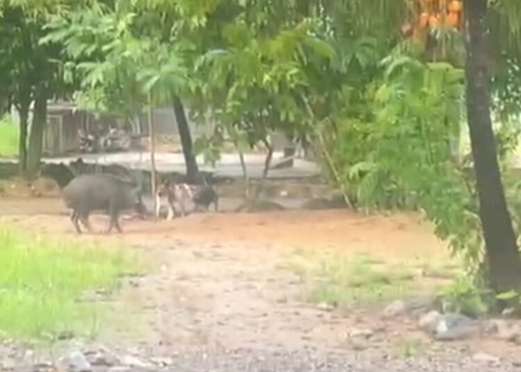 Babi masuk ke kawasan permukiman warga di Kuranji, Kota Padang pada Sabtu (3/10/2026).