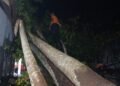 Sebuah Rumah di Pesisir Selatan Ditimpa Pohon Besar, Begini Kondisi Penghuninya