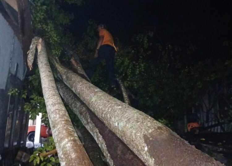 Petugas membersihkan sebatang pohon kedondong besar yang menimpa sebuah rumah di Kenagarian Sago, Kabupaten Pesisir Selatan, Sumatera Barat, pada Rabu (7/10/2026) sekitar pukul 19.30 WIB. Foto: BPBD Kabupaten Pesisir Selatan