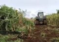 Tanaman Jagung Nyaris Panen Dibabat untuk Huntap di Agam, Petani Keluhkan Kerugian