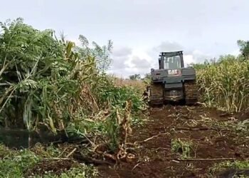 Tanaman Jagung Nyaris Panen Dibabat untuk Huntap di Agam, Petani Keluhkan Kerugian