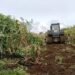 Tanaman Jagung Nyaris Panen Dibabat untuk Huntap di Agam, Petani Keluhkan Kerugian