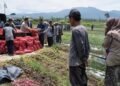 Petani Korban Galodo di Solok Keluhkan Tak Dapat Bantuan Bibit, Soroti Data Penerima
