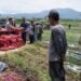 Petani Korban Galodo di Solok Keluhkan Tak Dapat Bantuan Bibit, Soroti Data Penerima