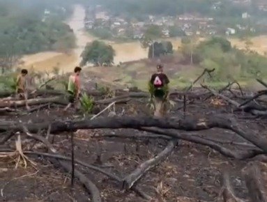 Lahan bekas kebakaran hutan dan lahan (karhutla) seluas 5,9 hektare di kawasan Bukit Lantak, Tabek, Kecamatan Timpeh, Kabupaten Dharmasraya, ditemukan ditanami kelapa sawit.