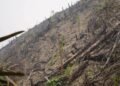 Lahan Bekas Karhutla 5,9 Hektare di Dharmasraya Ditanami Sawit, WALHI Desak Pemulihan Hutan