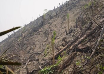 Lahan Bekas Karhutla 5,9 Hektare di Dharmasraya Ditanami Sawit, WALHI Desak Pemulihan Hutan