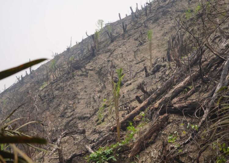 Lahan seluas 5,9 hektare di kawasan Hutan Produksi Terbatas (HPT) Bukit Lantak, Tabek, Kecamatan Timpeh, Kabupaten Dharmasraya, Sumatera Barat, yang terbakar pada 15 September 2026 ditemukan telah ditanami bibit kelapa sawit.