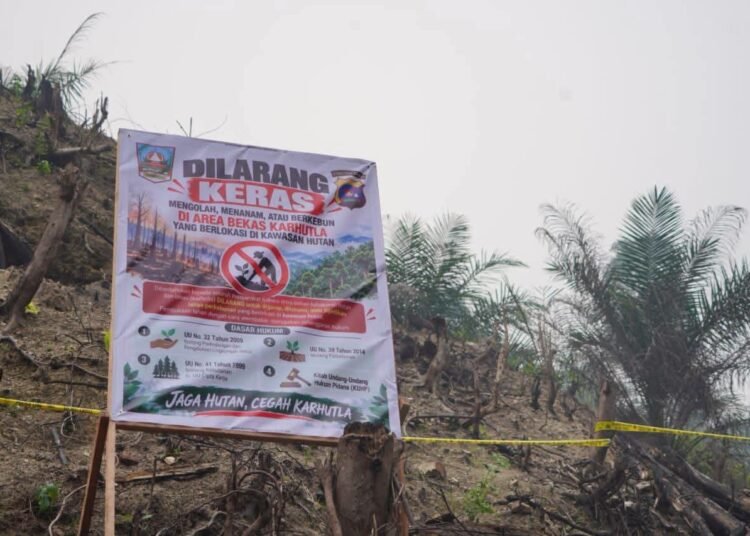 Lahan seluas 5,9 hektare di kawasan Hutan Produksi Terbatas (HPT) Bukit Lantak, Tabek, Kecamatan Timpeh, Kabupaten Dharmasraya, Sumatera Barat, yang terbakar akibat kebakaran hutan dan lahan (karhutla) pada 15 September 2026, ditemukan telah ditanami bibit kelapa sawit.