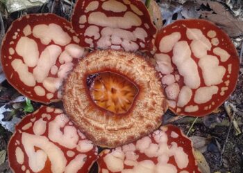 Bunga Rafflesia Hasseltii Mekar Sempurna di Sijunjung