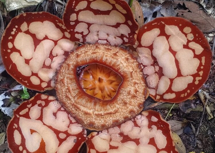 Bunga langka jenis Rafflesia hasseltii mekar sempurna di Jorong Calau, Nagari Sumpur Kudus Selatan, Kecamatan Sumpur Kudus, Kabupaten Sijunjung, Sumatera Barat, pada Minggu (25/10/2026). Foto: tangkapan layar Instagram LPHN Sumpur Kudus