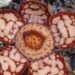 Bunga Rafflesia Hasseltii Mekar Sempurna di Sijunjung