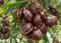 Sumbar Penghasil Jengkol Terbesar Kedua di Indonesia, Pasarnya Tembus Jepang